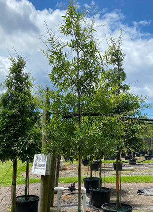 Willow Oak (Quercus Phellos)