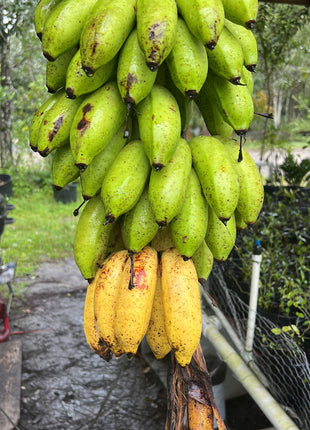 Dwarf Cavendish Banana (Musa Acuminata)