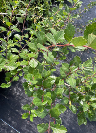 American Hawthorn (Crataegus)