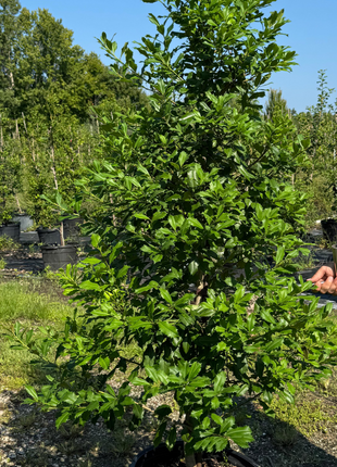 American Holly (Ilex Opaca)