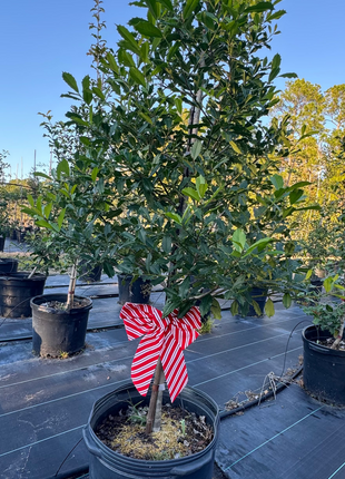 American Holly (Ilex Opaca)