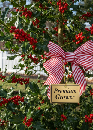 Holly bush with red berries and a pink and white striped bow, labeled 'Premium Grower'.