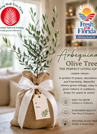 Arbequina Olive Gift (Olea europaea 'Arbequina')