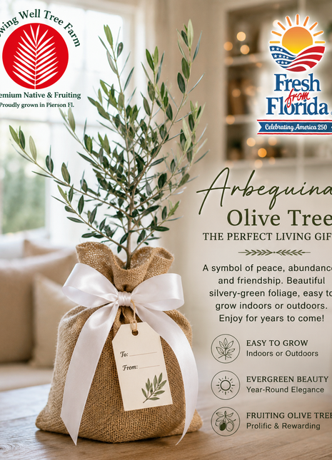 Arbequina Olive Gift (Olea europaea 'Arbequina')