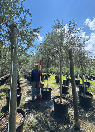 Arbequina Olive Tree (Olea europaea 'Arbequina')