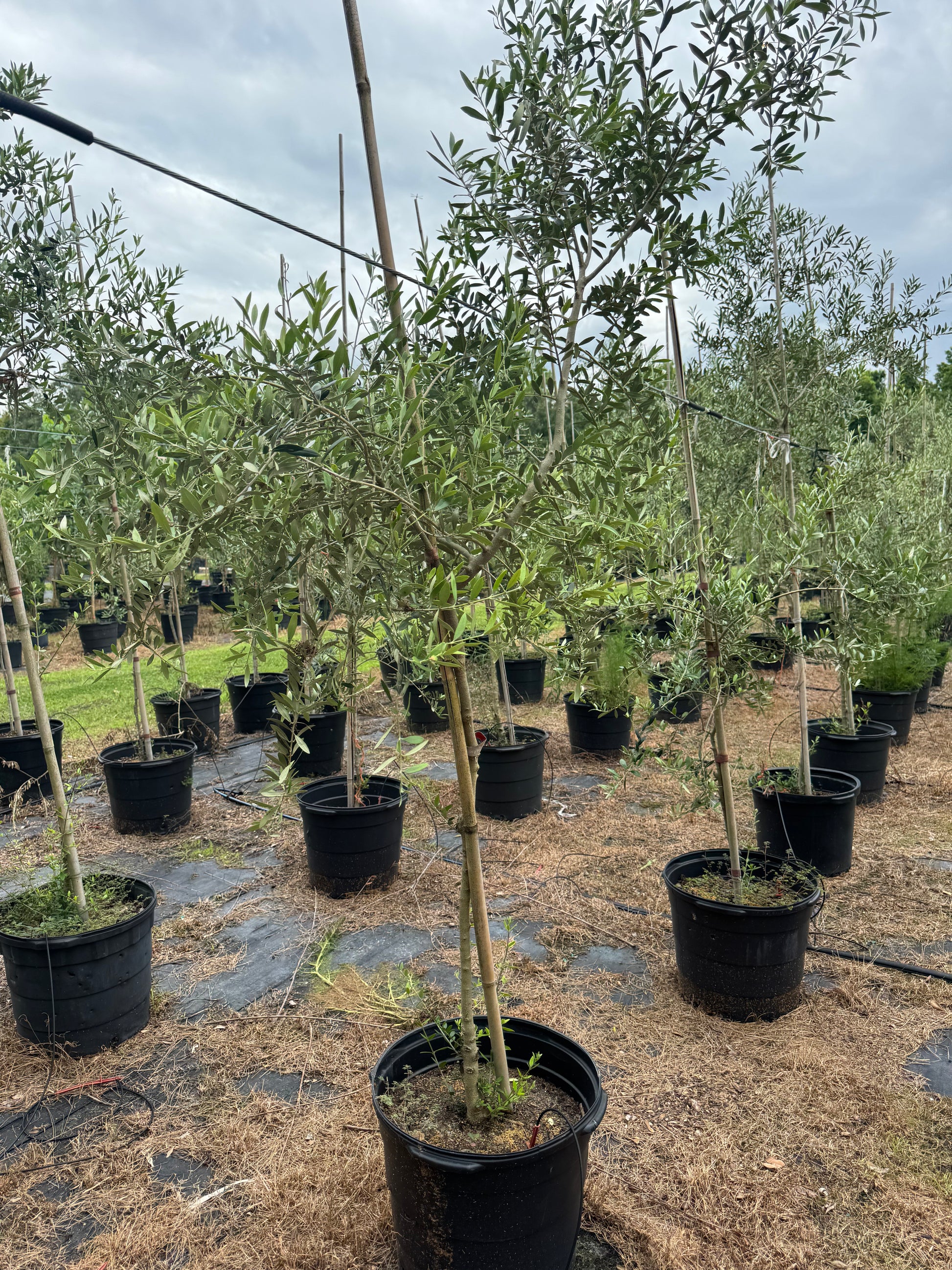 Arbequina Olive Tree (Olea europaea 'Arbequina') 15 & 30 Gallon