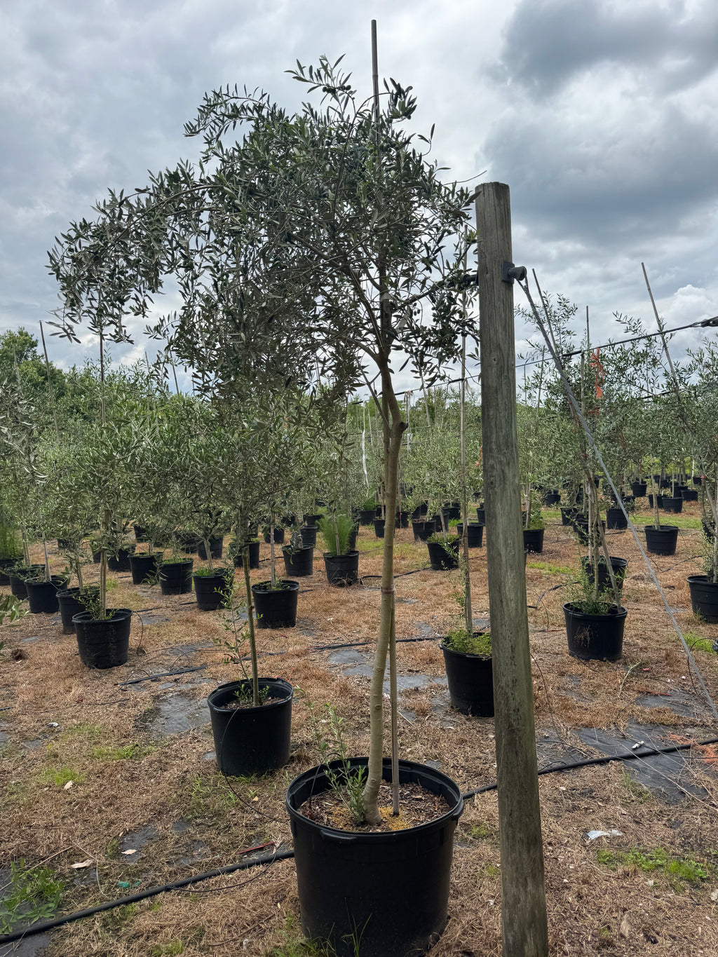 Arbequina Olive Tree (Olea europaea 'Arbequina') 15 & 30 Gallon