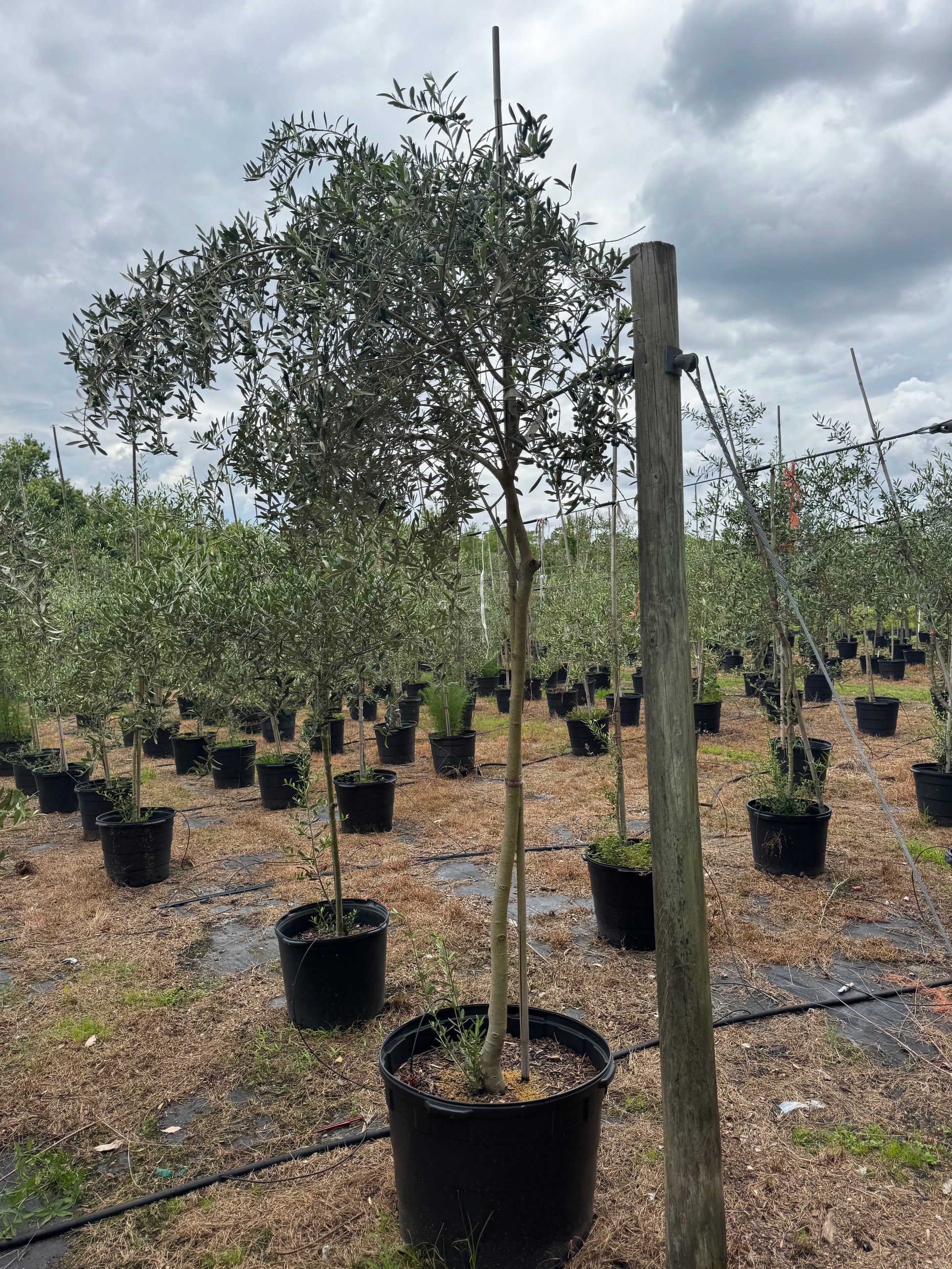 Arbequina Olive Tree (Olea europaea 'Arbequina') 15 & 30 Gallon