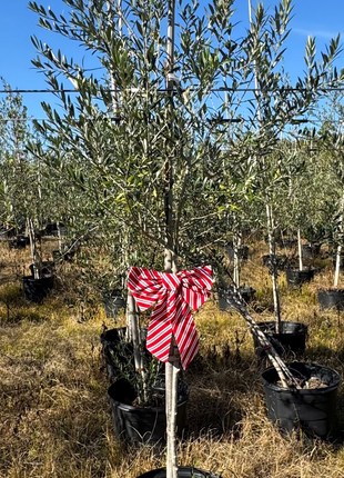 Arbequina Olive Tree (Olea europaea 'Arbequina')