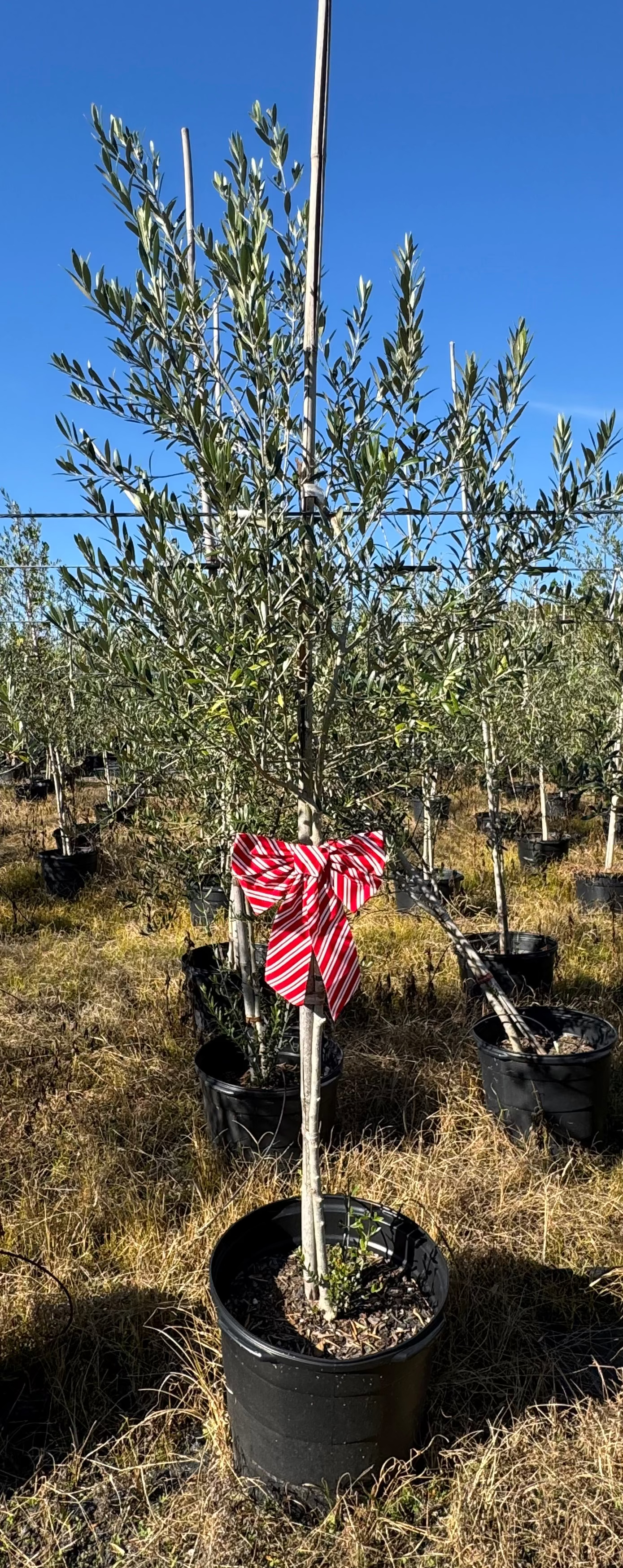 Arbequina Olive Tree (Olea europaea &#39;Arbequina&#39;)