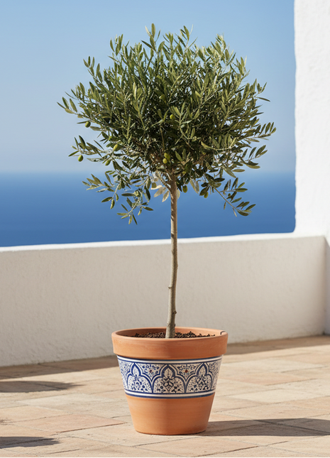 Arbequina Olive Tree (Olea europaea 'Arbequina')