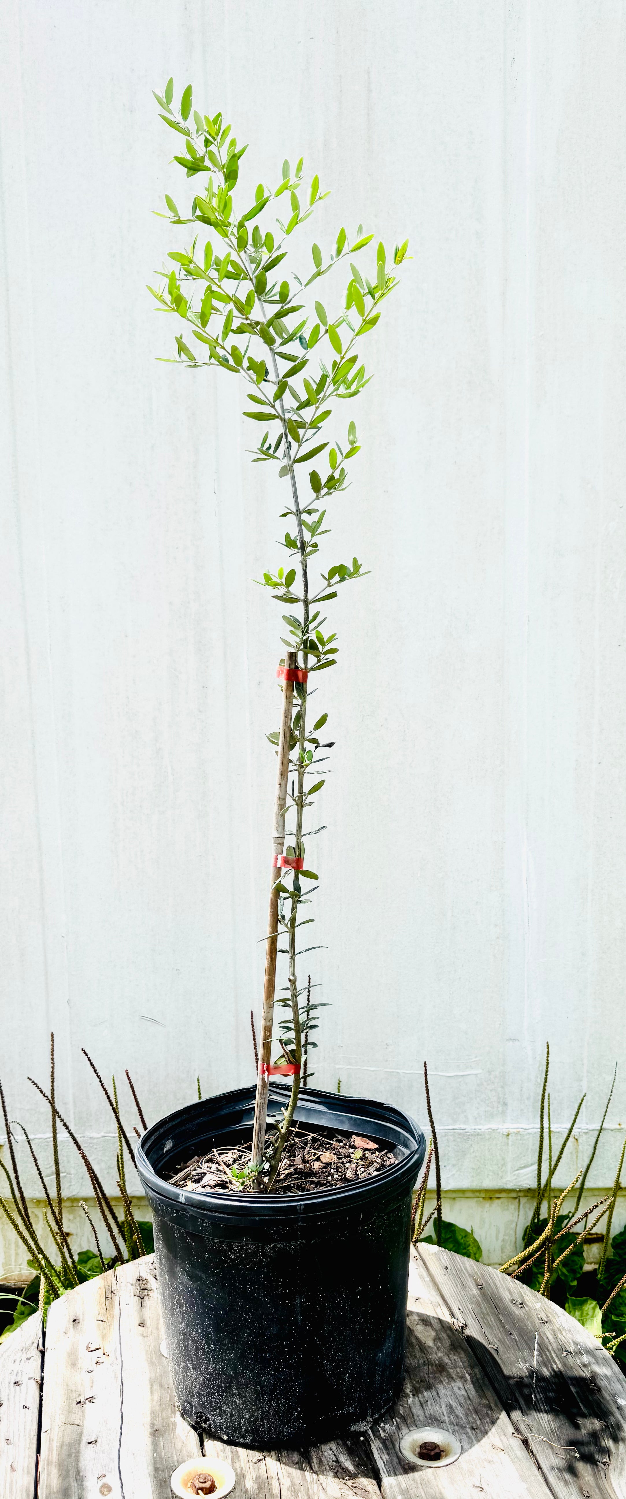 Gift Item Arbequina Olive Tree (Olea europaea 'Arbequina')