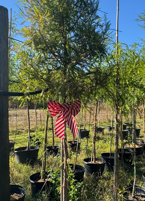 Potted trees in a field with a clear blue sky