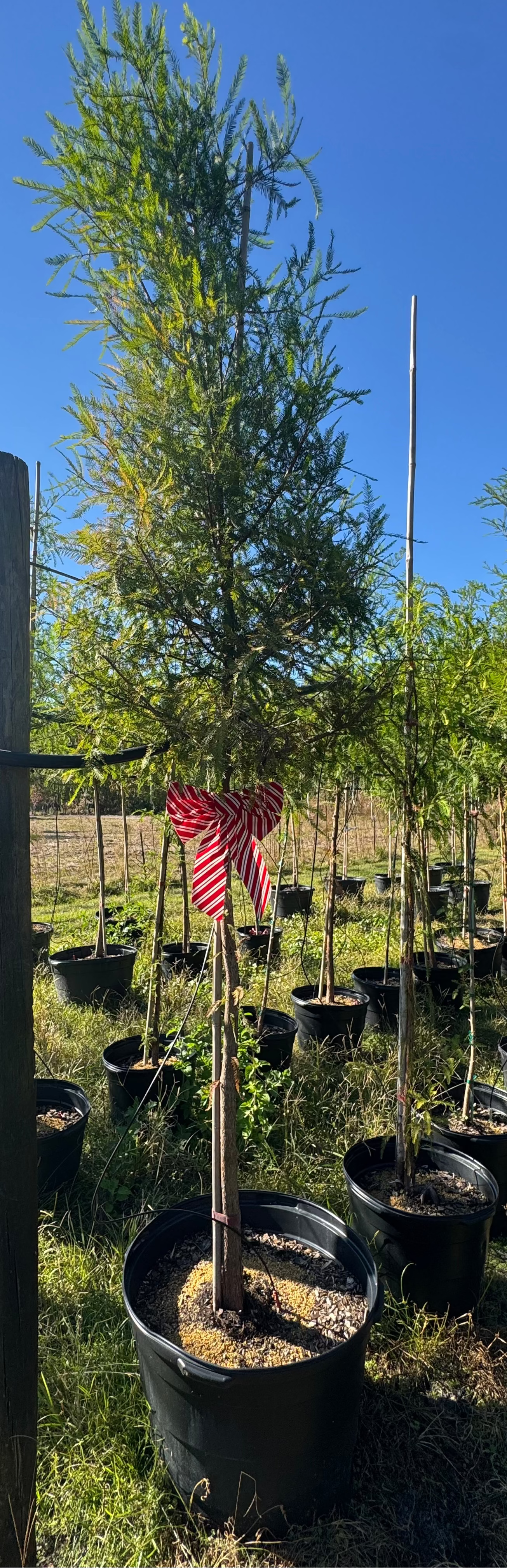 Potted trees in a field with a clear blue sky