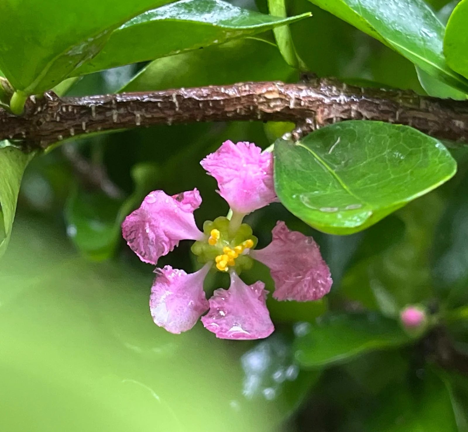 Barbados Cherry (Malpighia Emarginata)