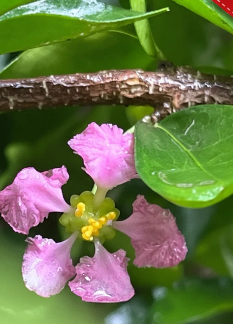 Pink flower with yellow center on a green leafy background