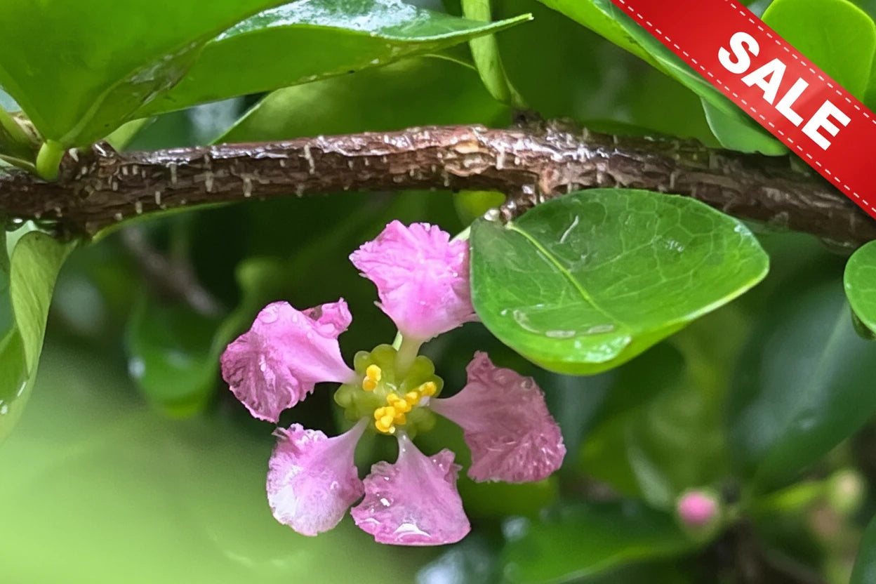 Pink flower with yellow center on a green leafy background