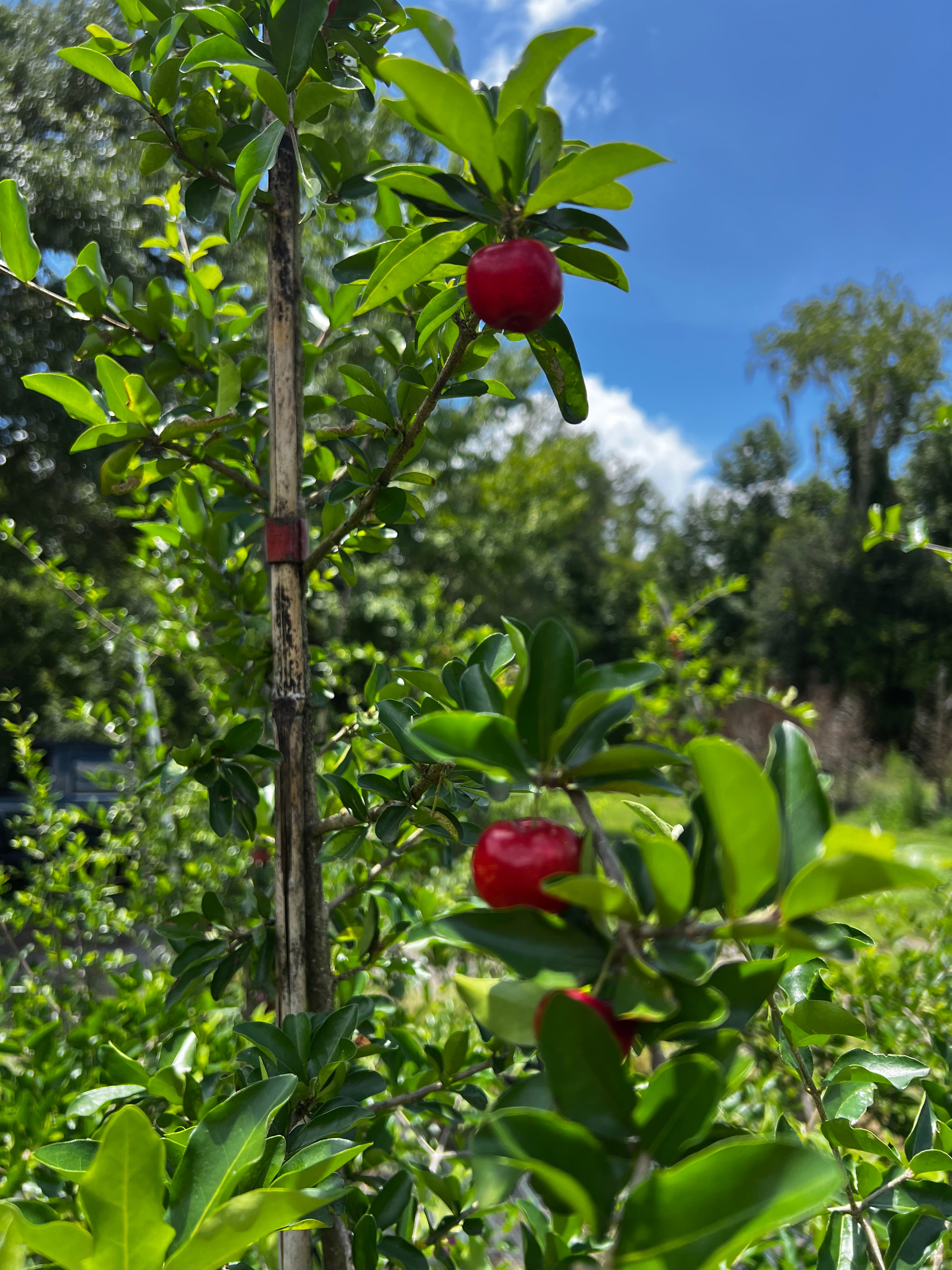 Barbados Cherry (Malpighia Emarginata)