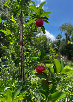 Barbados Cherry (Malpighia Emarginata)