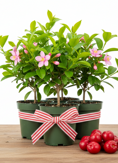 Barbados Cherry (Malpighia Emarginata)