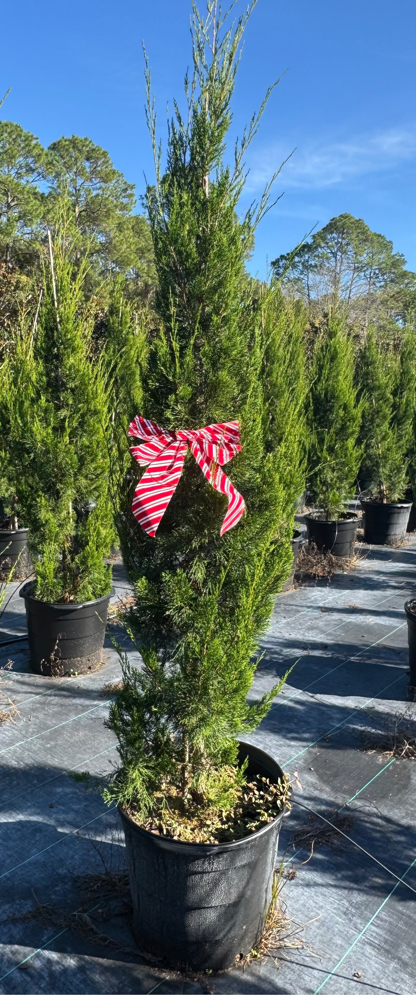Potted evergreen tree with a red and white striped bow in a nursery setting