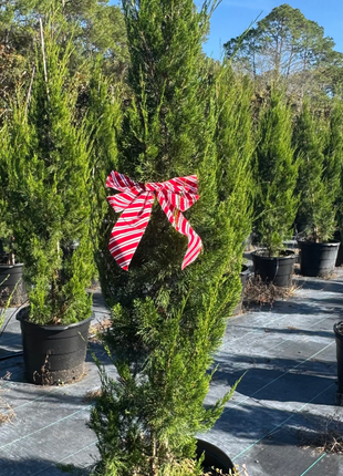 Potted evergreen tree with a red and white striped bow in a nursery setting