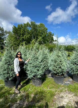 Carolina Cypress (Hesperocyparis Glabra)