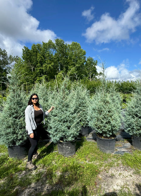 Carolina Cypress (Hesperocyparis Glabra)