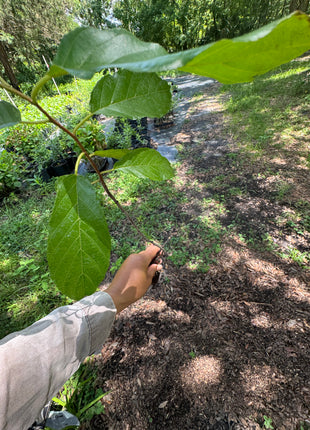 Carolina Buckthorn (Rhamnus caroliniana)