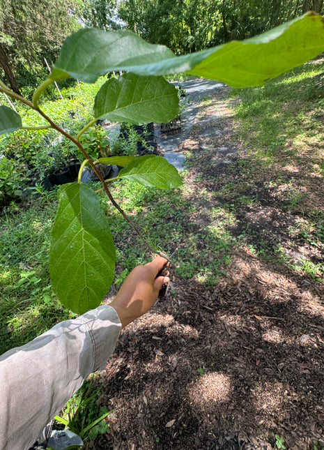 Carolina Buckthorn (Rhamnus caroliniana)