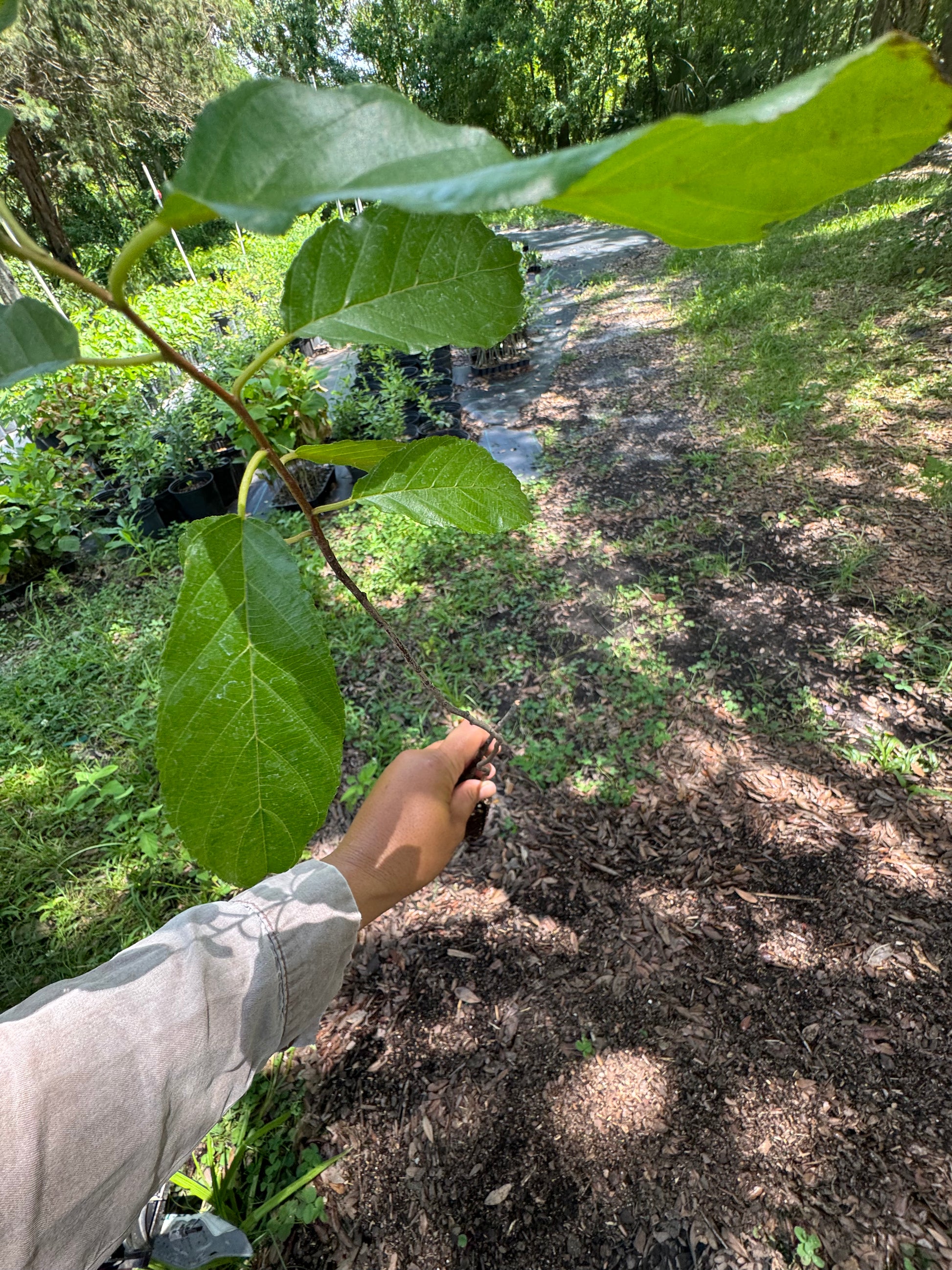 Carolina Buckthorn Liner (Rhamnus caroliniana)