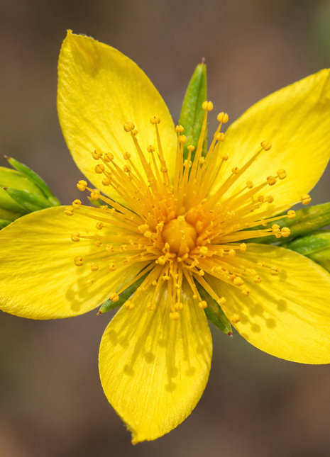 Pre-Order Carolina St. John's Wort (Hypericum Nitidum)