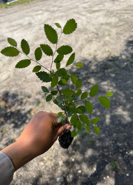 Cedar Elm (Ulmus Crassifolia)