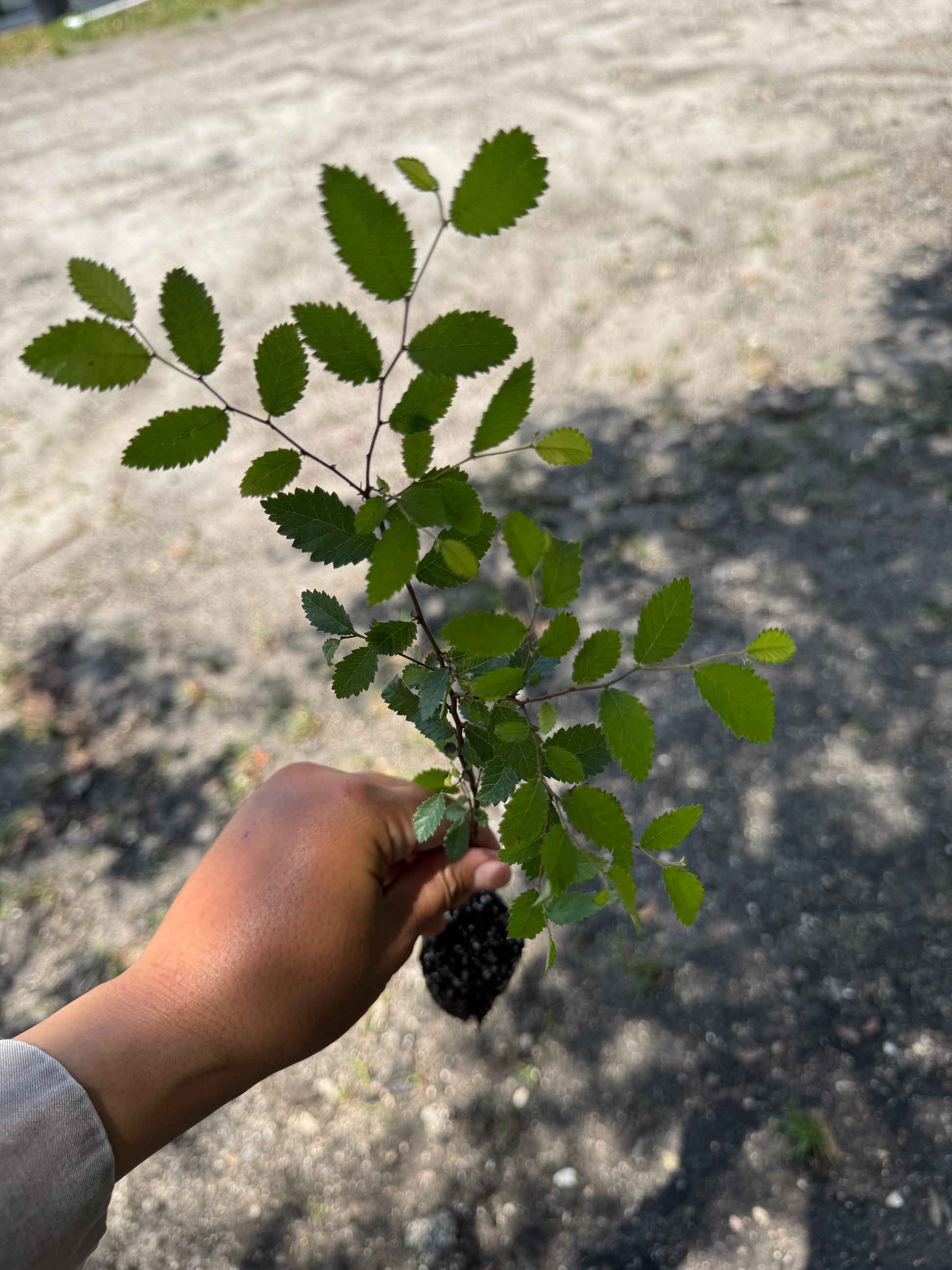 Cedar Elm Liner (Ulmus Crassifolia)