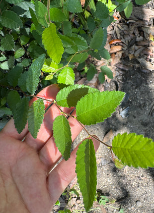 Cedar Elm (Ulmus Crassifolia)