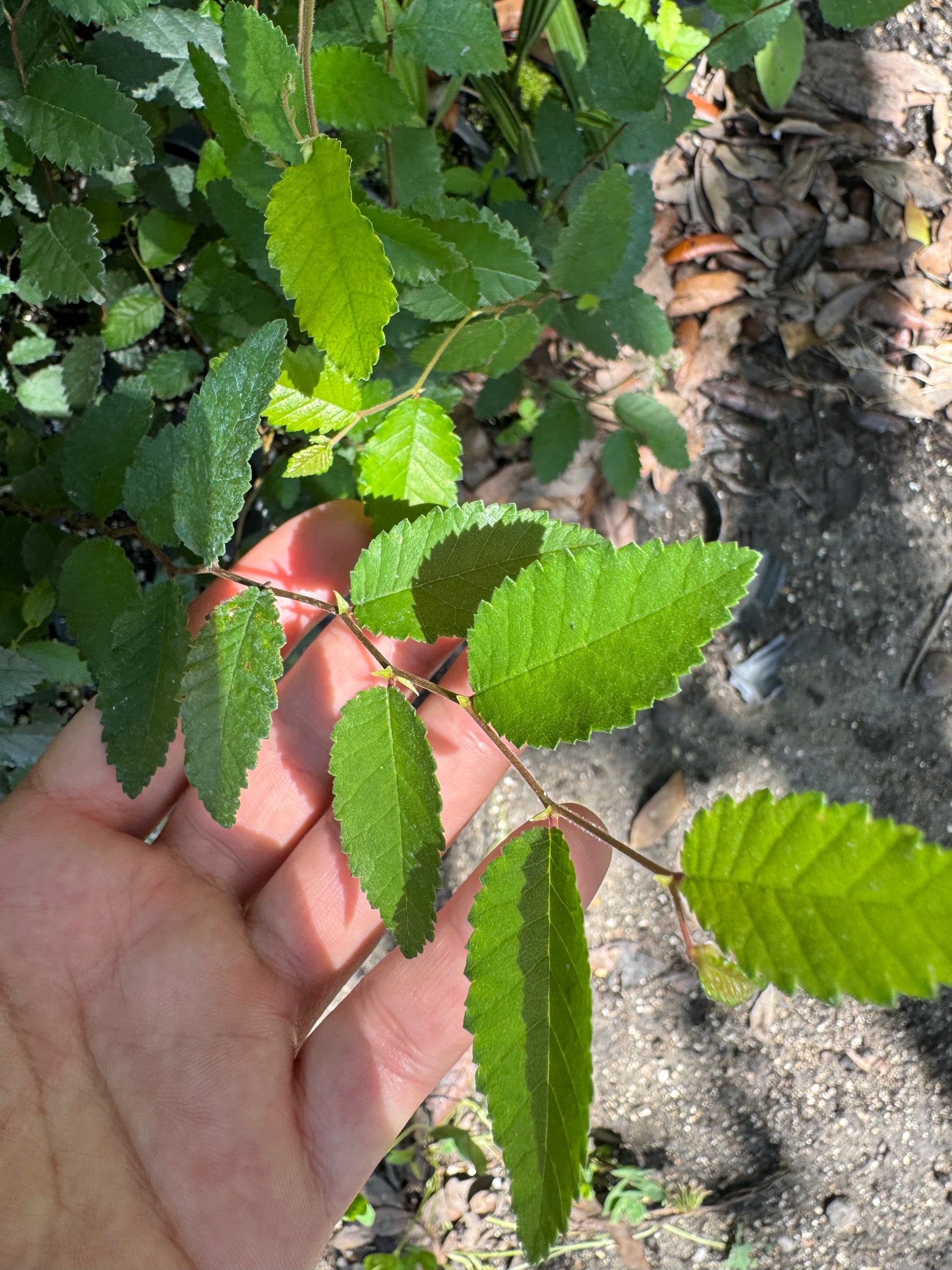 Cedar Elm Liner (Ulmus Crassifolia)