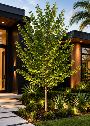 Cedar Elm (Ulmus Crassifolia)