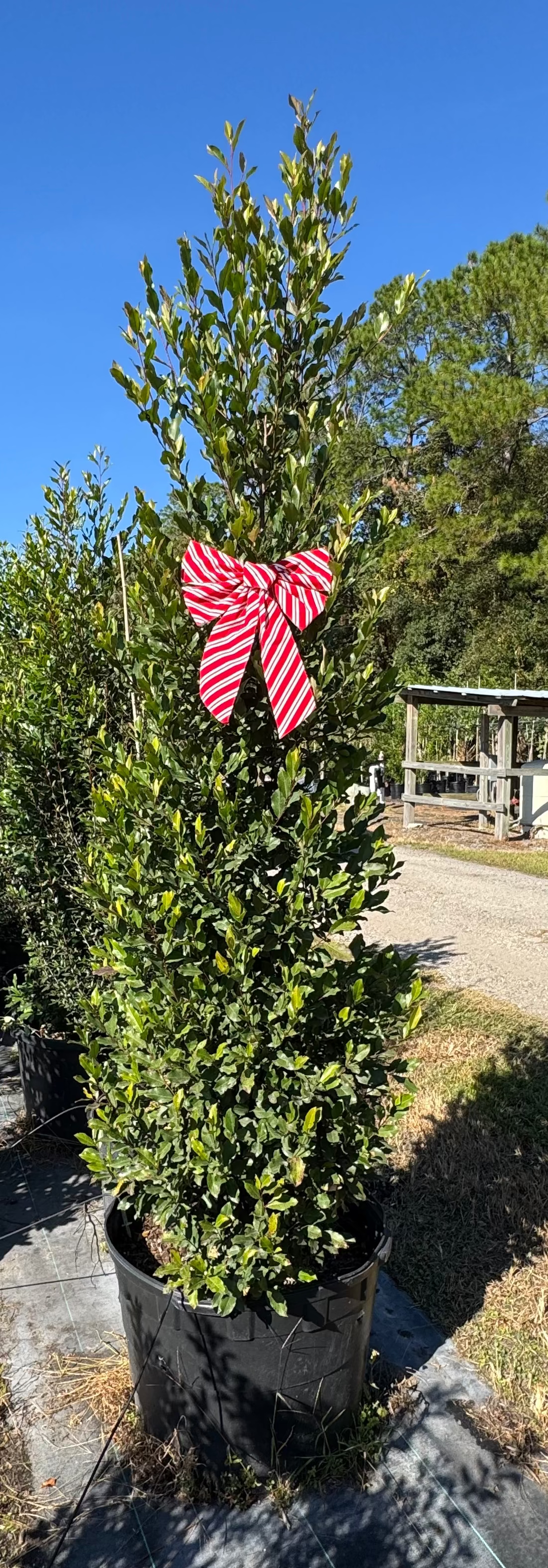 Cherry Laurel (Prunus Laurocerasus) 6-8FT