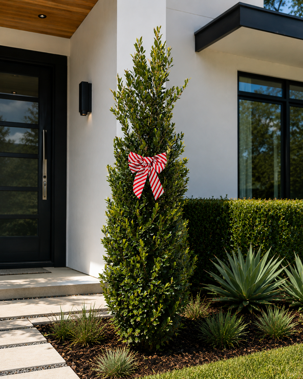 <h2>Cherry Laurel Shrub</h2>