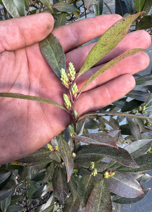 Cherry laurel buds