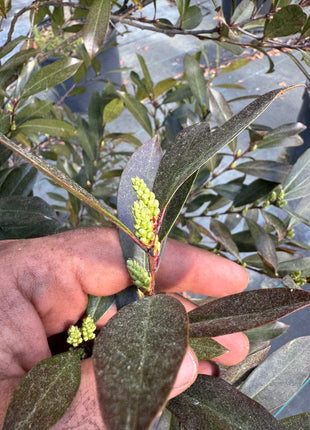 Cherry laurel buds