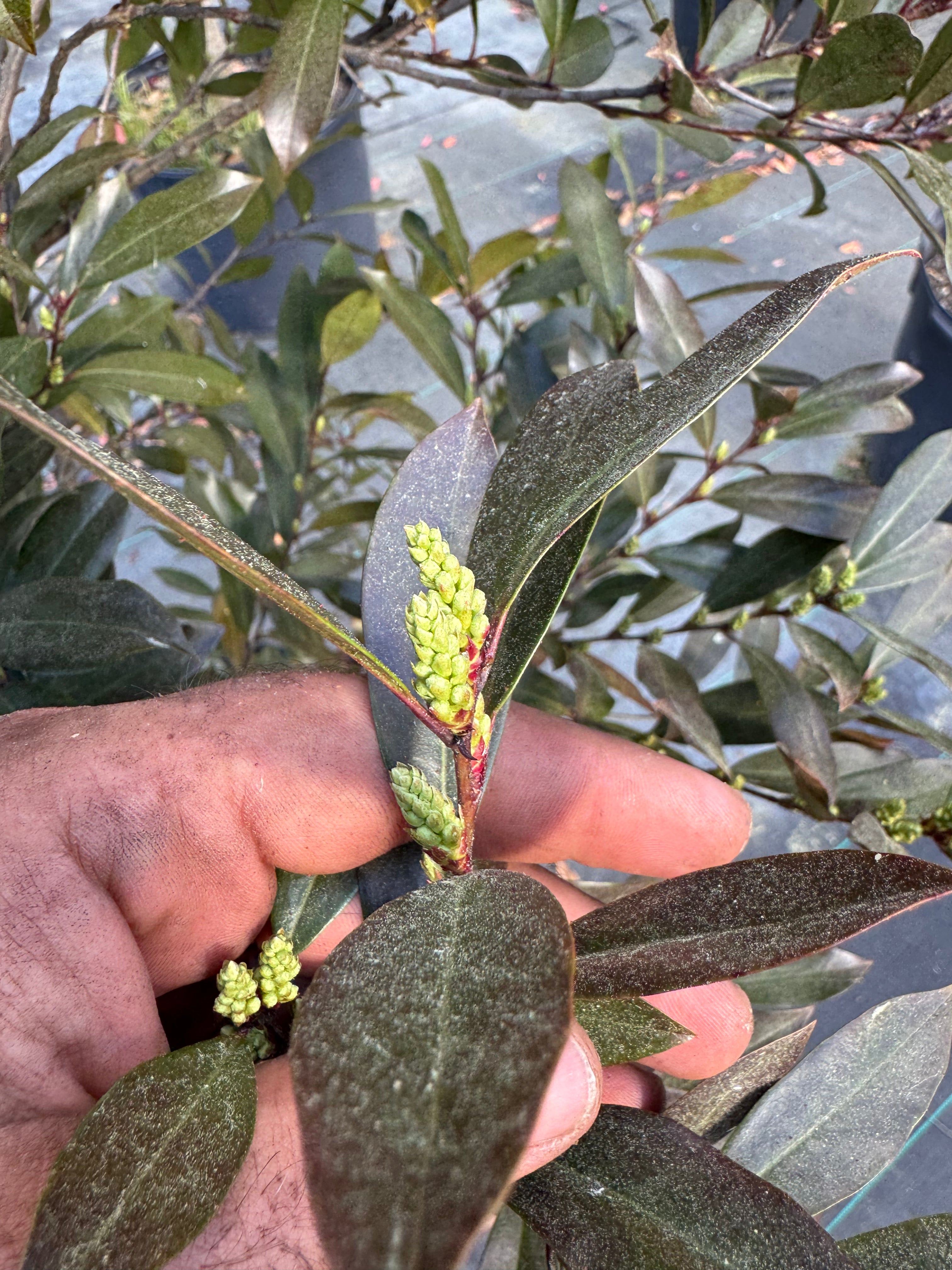 Cherry laurel buds thumbnail