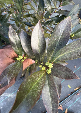 Cherry laurel buds