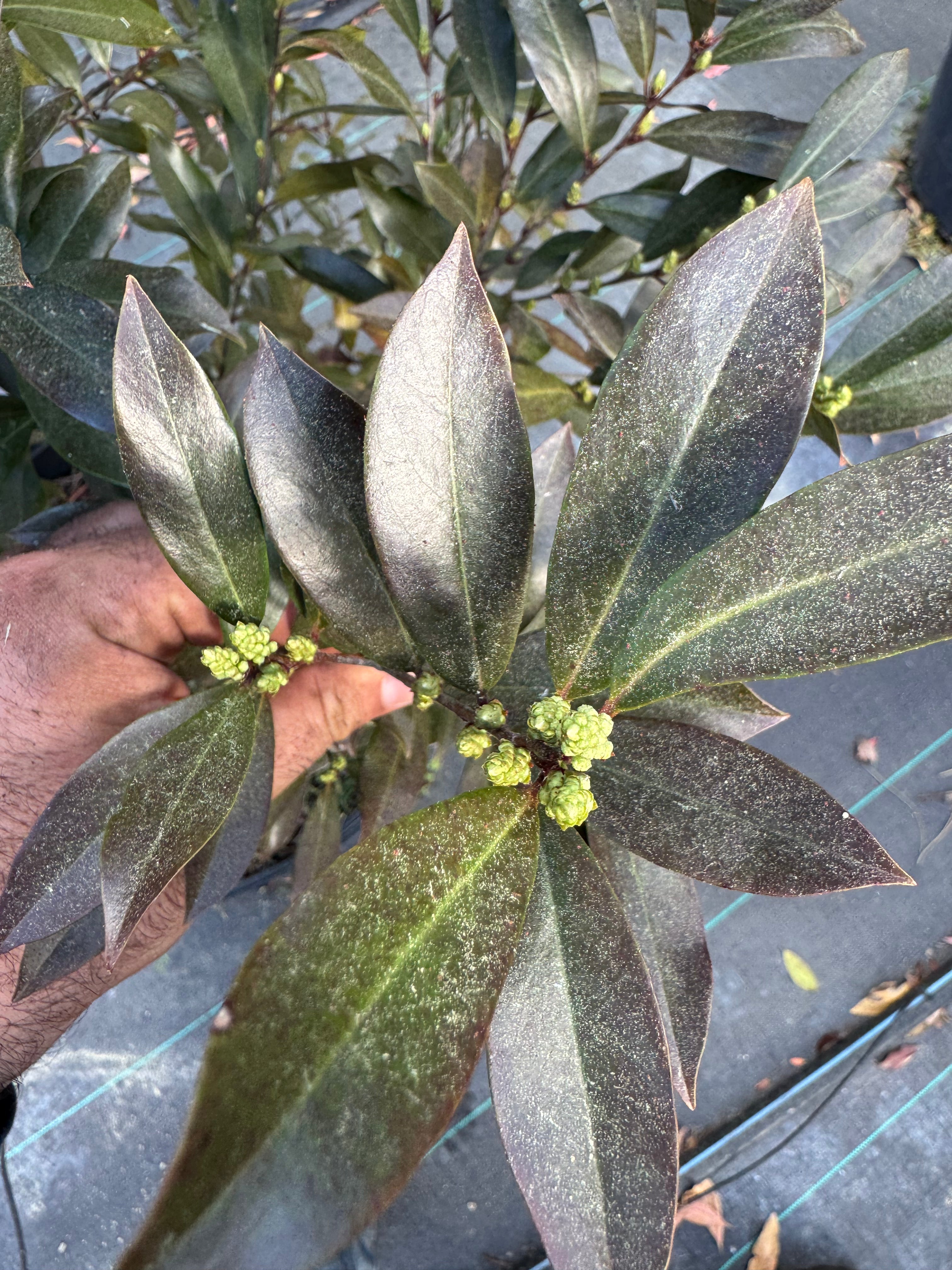 Cherry laurel buds thumbnail