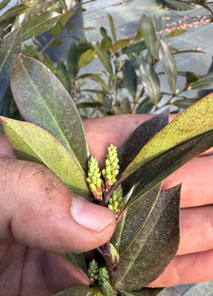 Cherry laurel buds