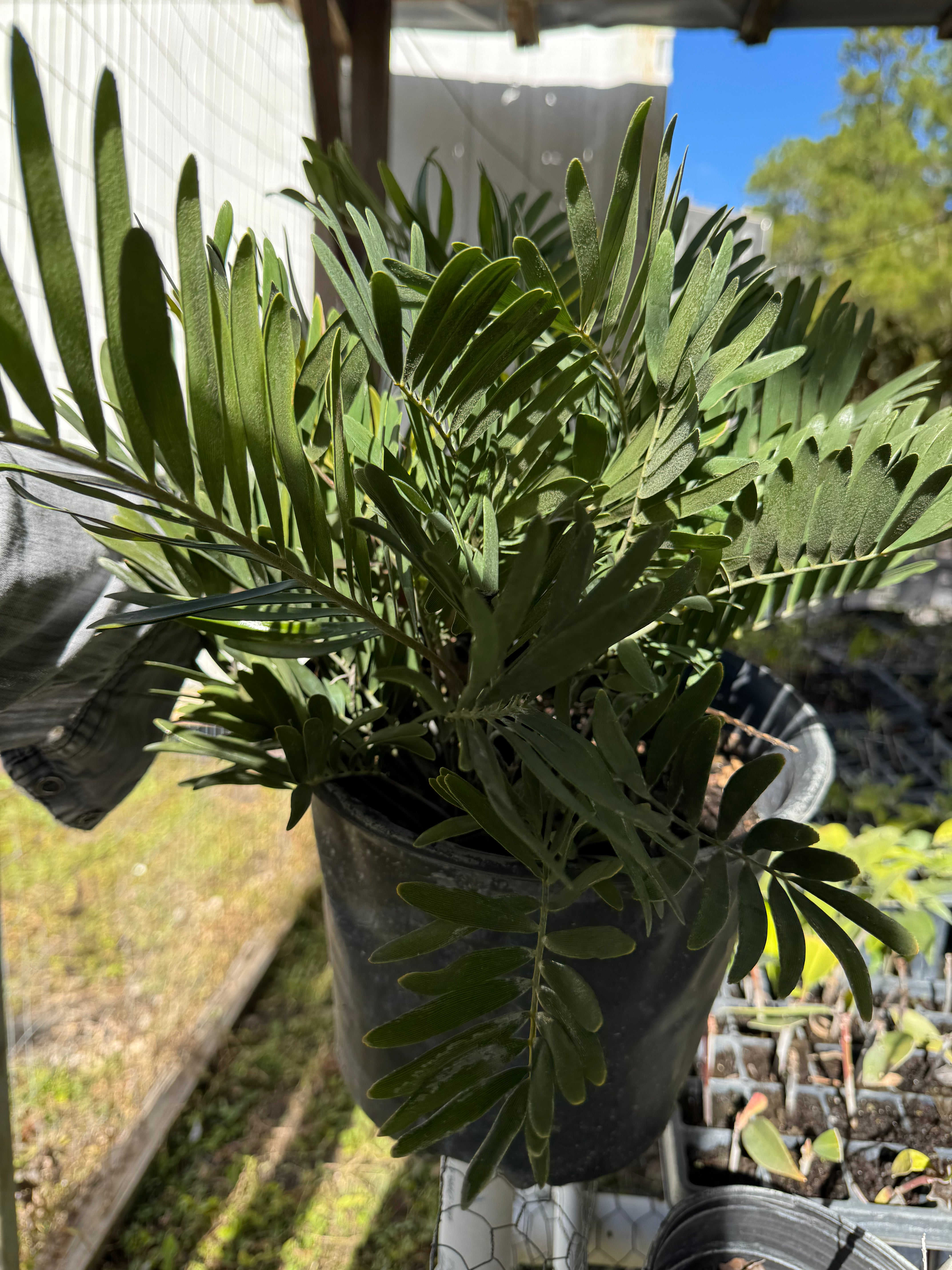 Native Coontie (Zamia Integrifolia) 1-2FT