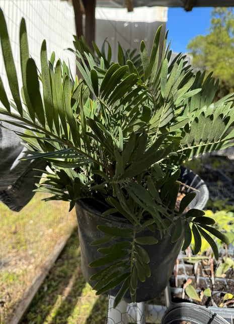 Native Coontie (Zamia Integrifolia)