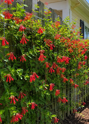 Coral Honey Suckle (Lonicera sempervirens)