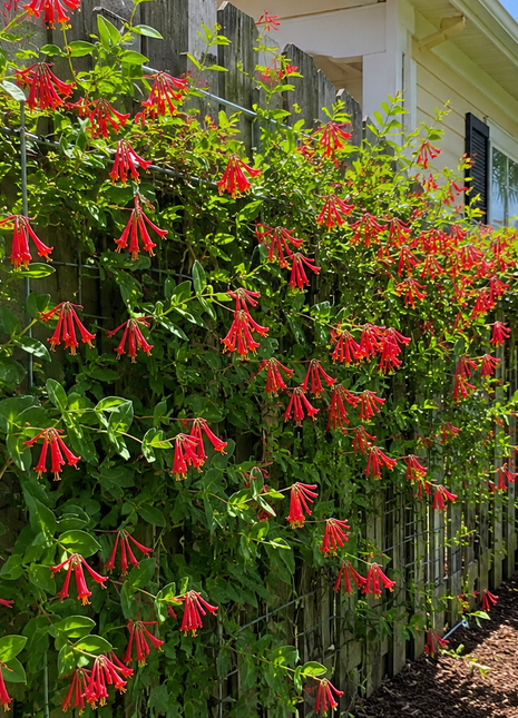 Coral Honey Suckle (Lonicera sempervirens)
