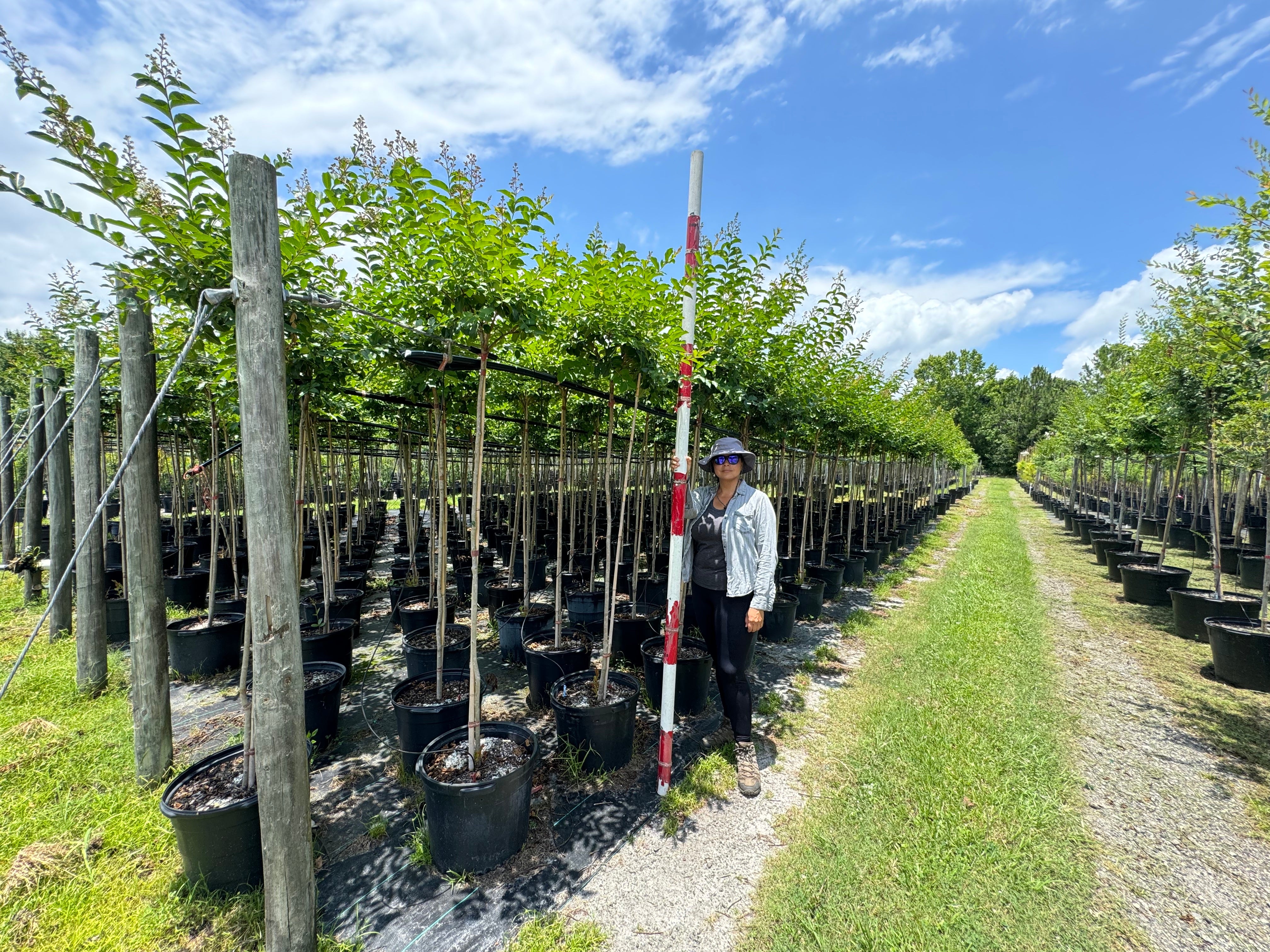 Standard Crape Myrtles (Lagerstroemia) 15 Gallon &amp; 30 Gallon ALMOST GONE